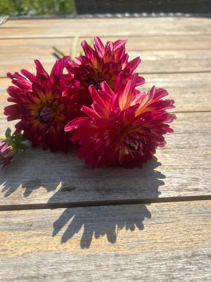 magenta  semi-cactus dahlia