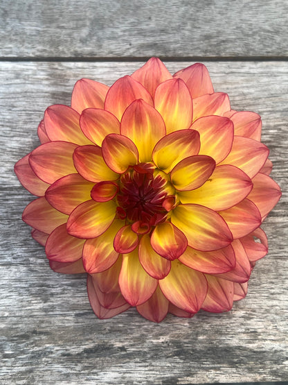 Mai Tai dahlia