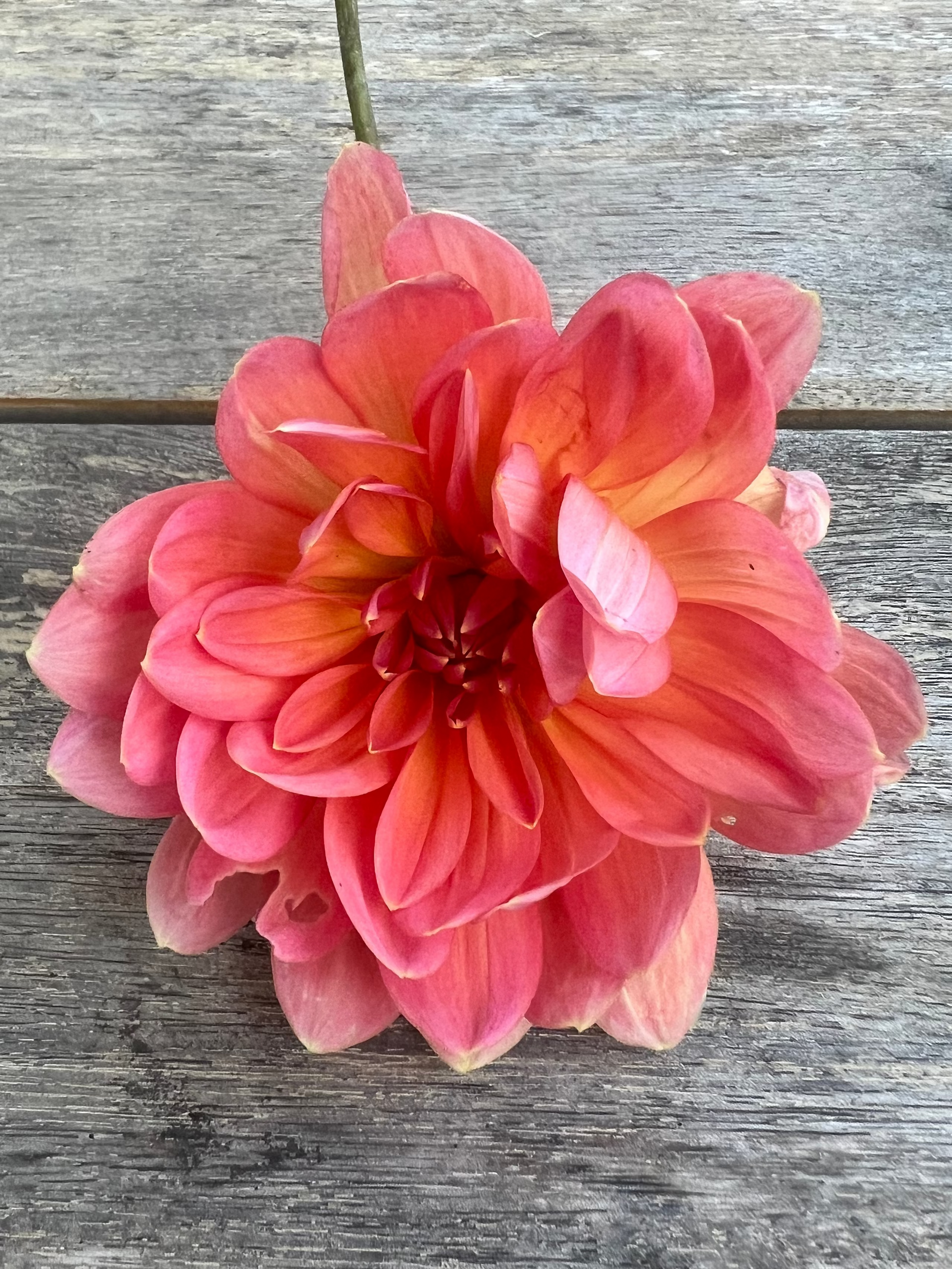 Maks Betty Lynn dahlia Halcyon Hill Gardens