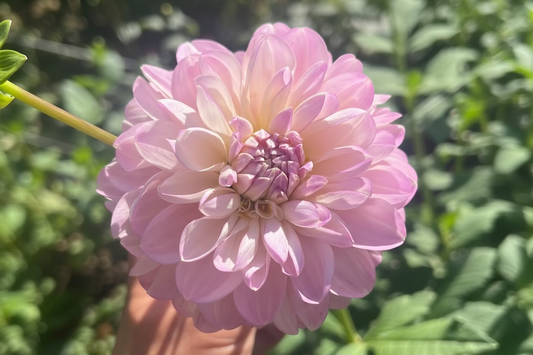 Marionberry Milkshake dahlia pale lilac and white and blush
