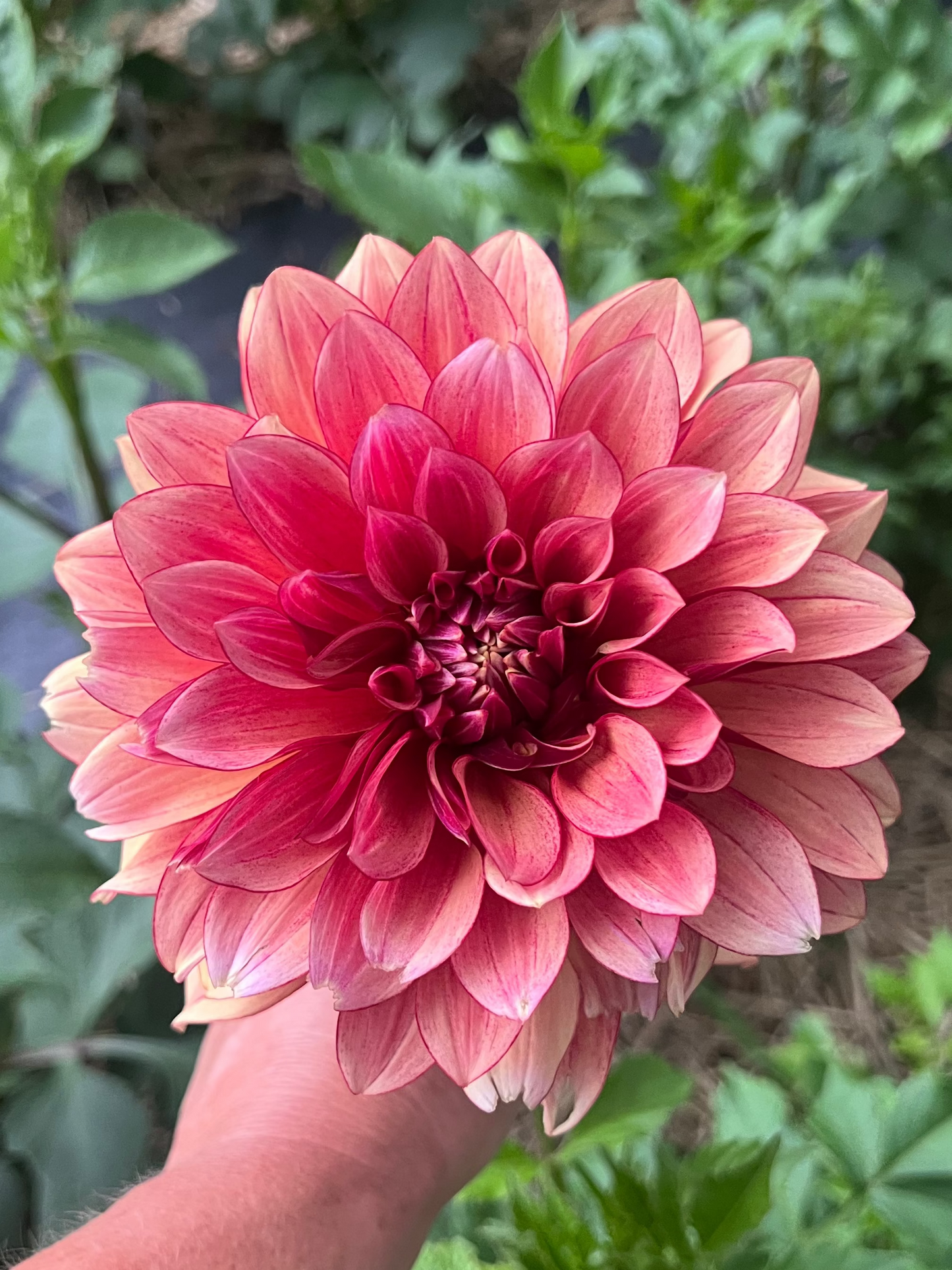 Miss Brandy dahlia Halcyon Hill Gardens
