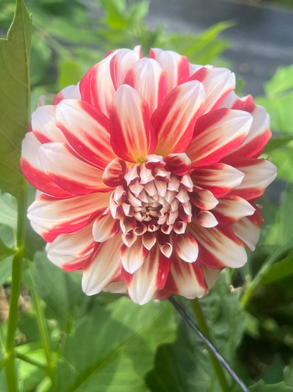 Myrtle's Brandy dahlia Halcyon Hill Gardens