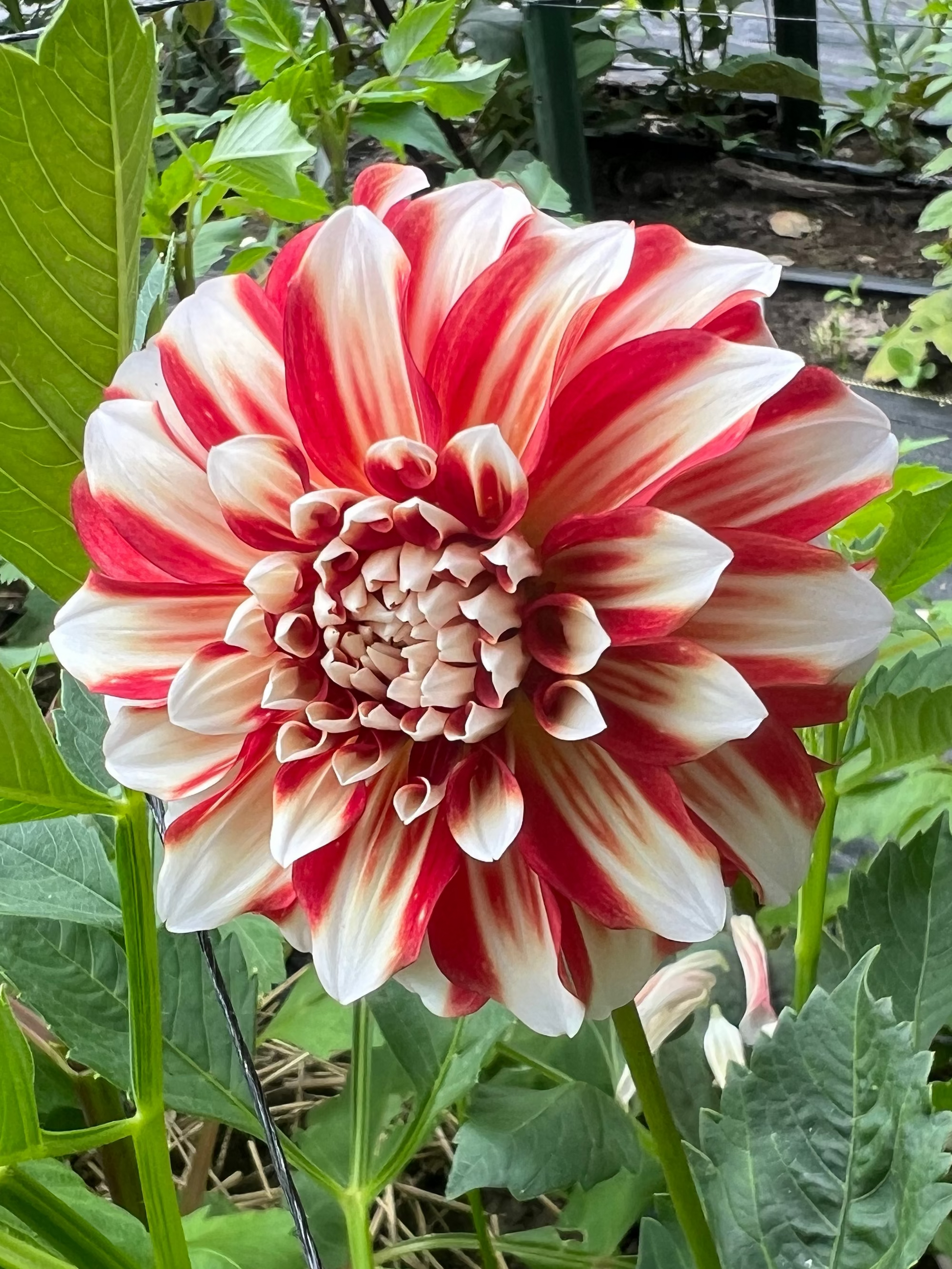 Myrtle's Brandy dahlia Halcyon Hill Gardens