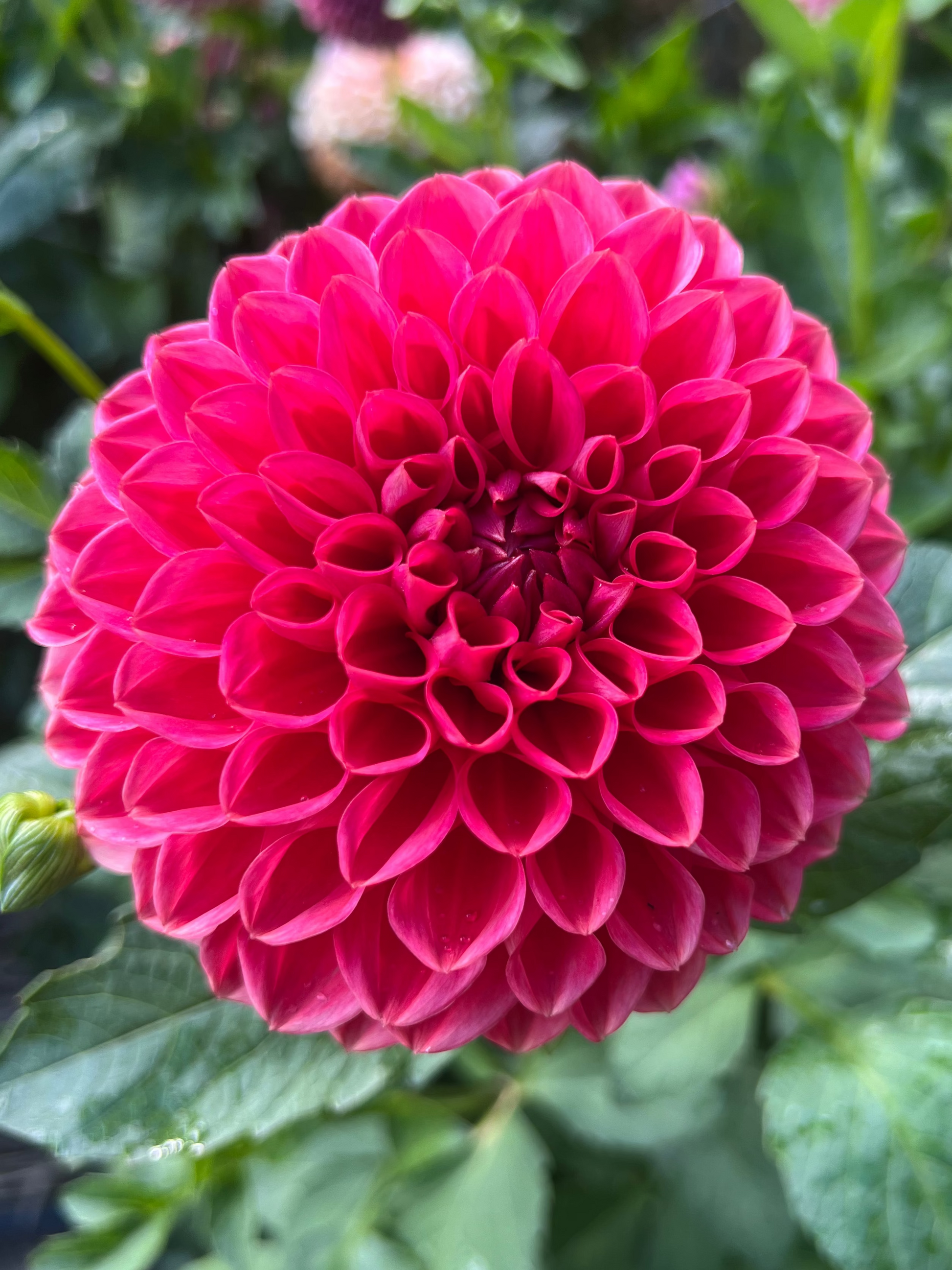 Mystique dahlia Halcyon Hill Gardens