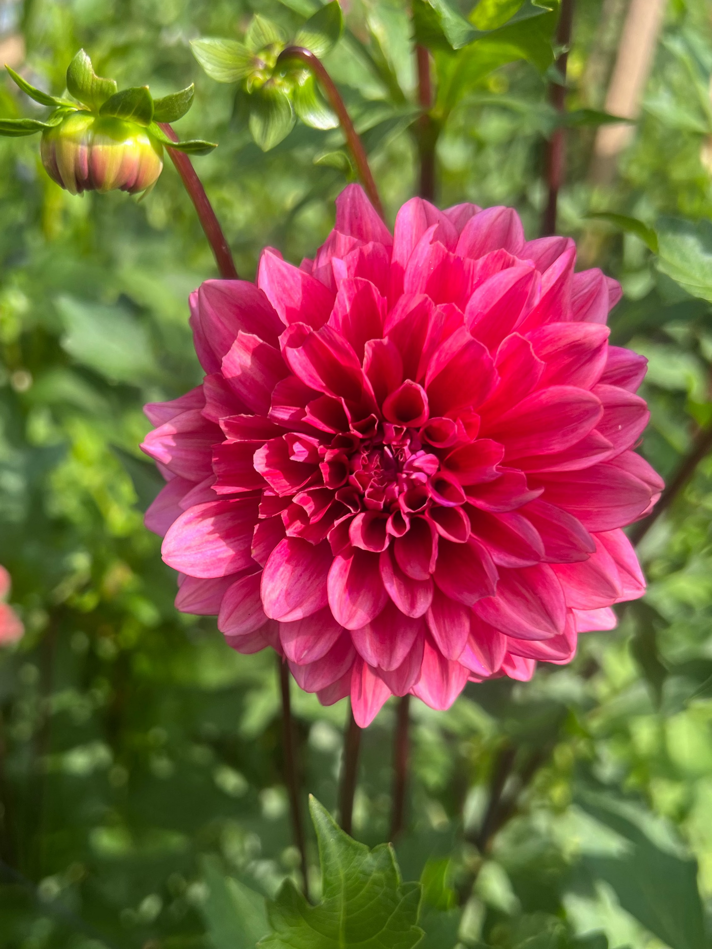 Mystique dahlia Halcyon Hill Gardens