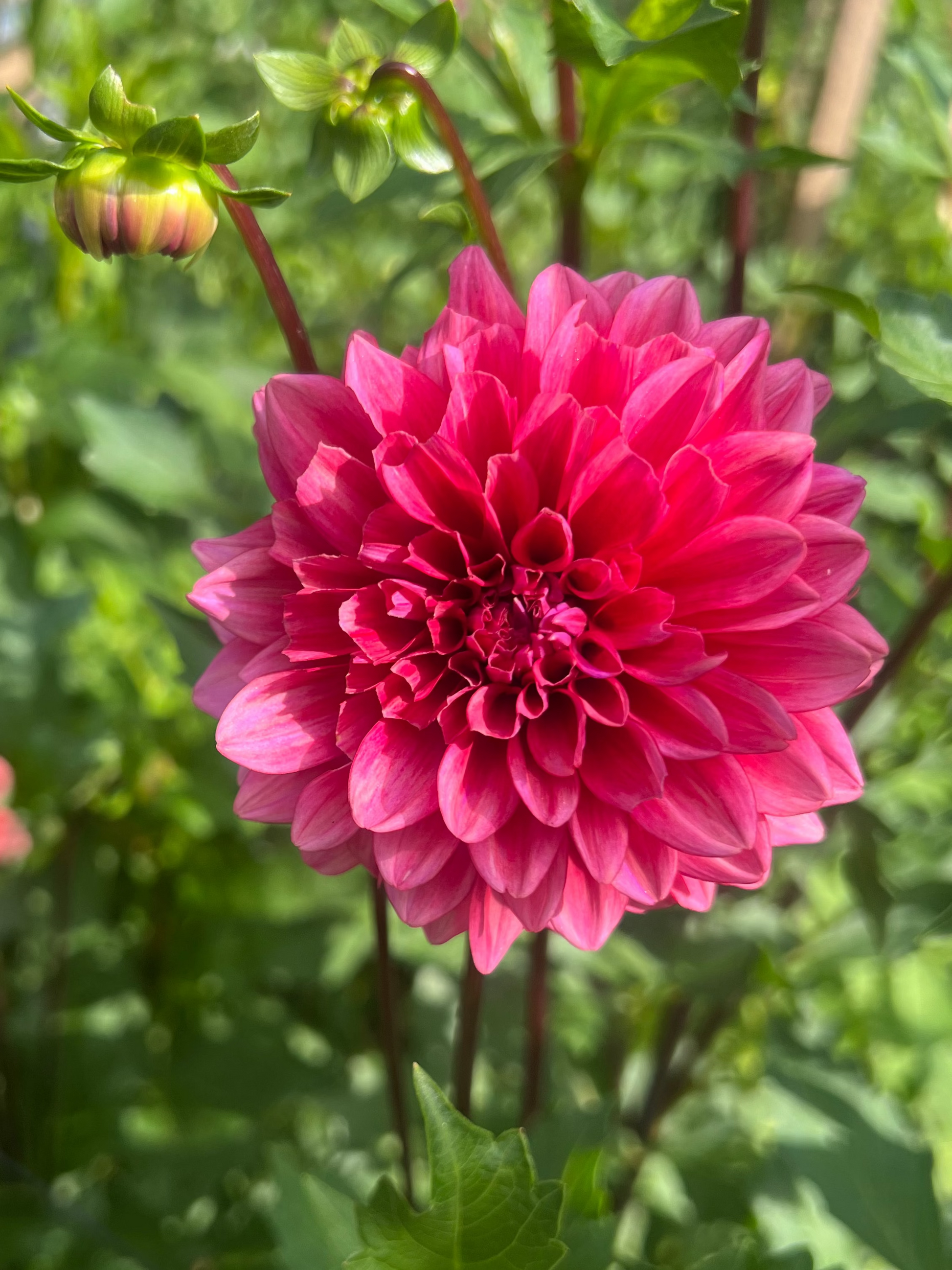 Mystique dahlia Halcyon Hill Gardens
