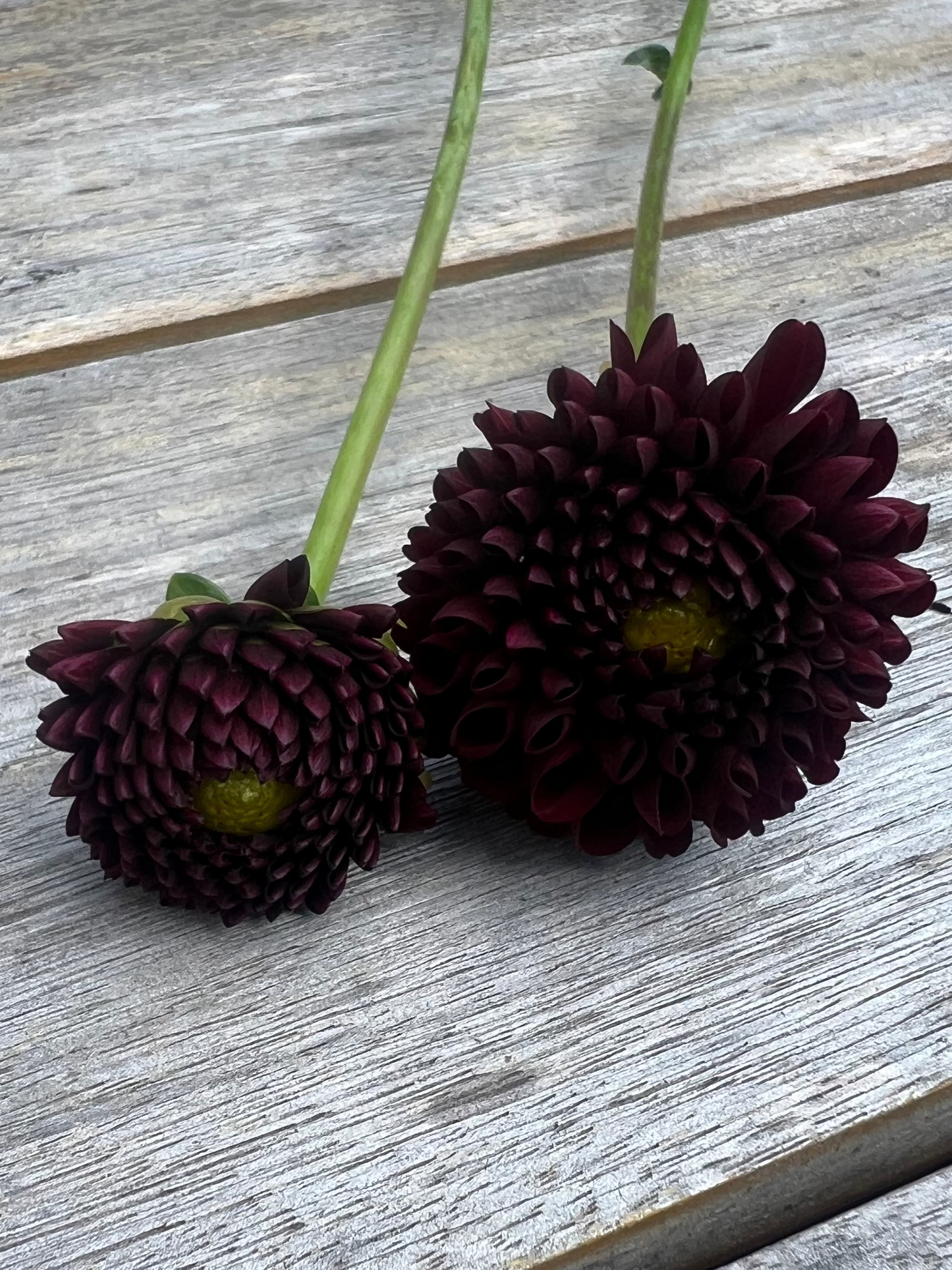 Natal dahlia dark black maroon Halcyon Hill Gardens