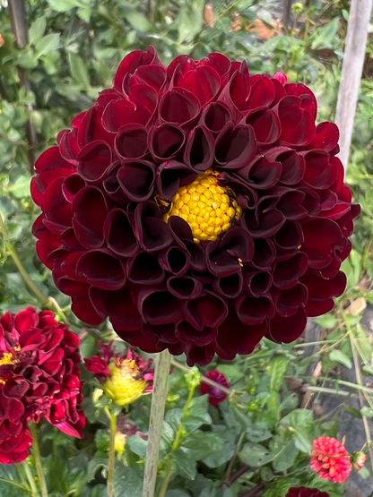 Natal dahlia dark maroon Halcyon Hill Gardens