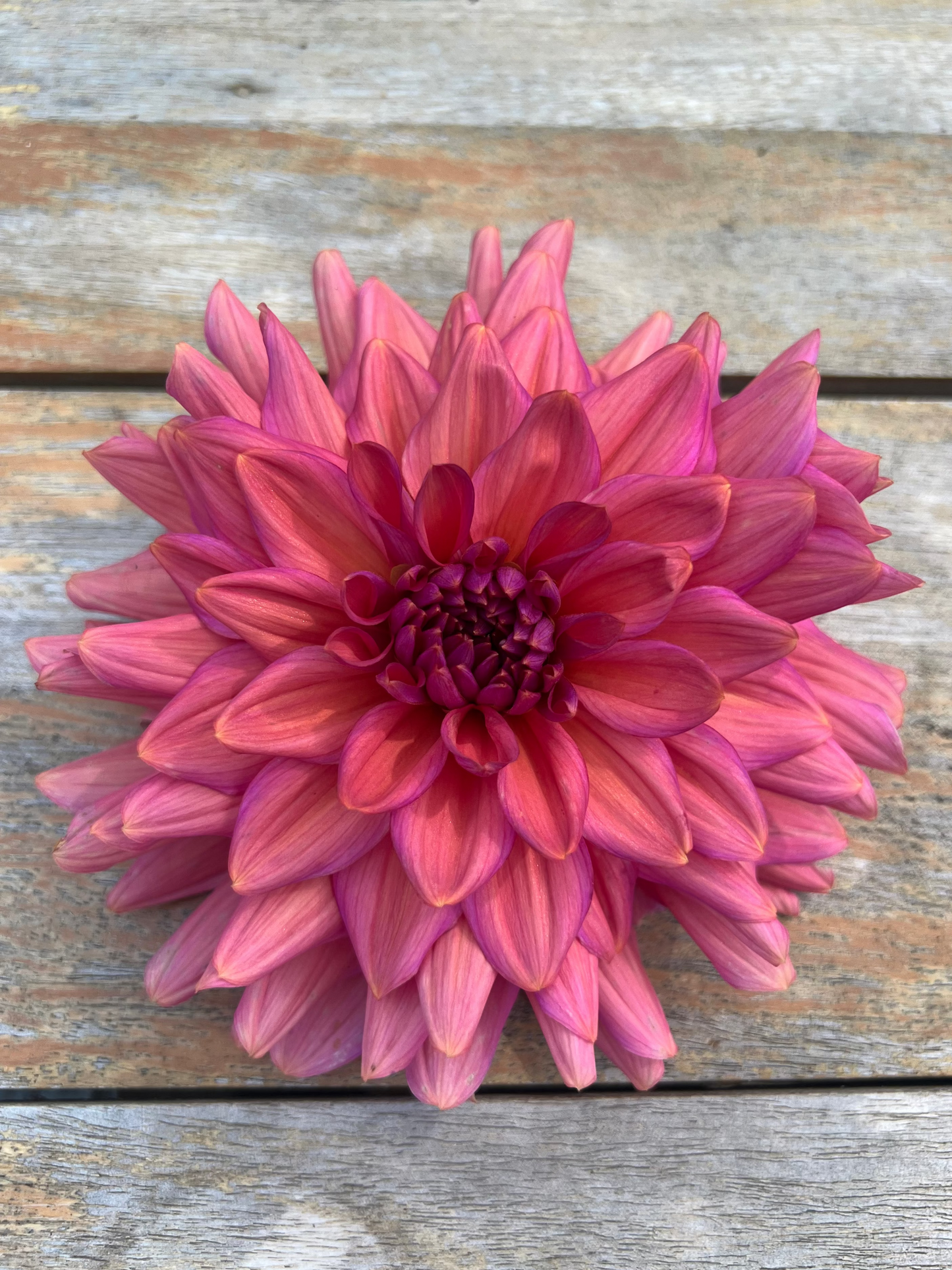 Negroni Sunset dahlia Halcyon Hill Gardens