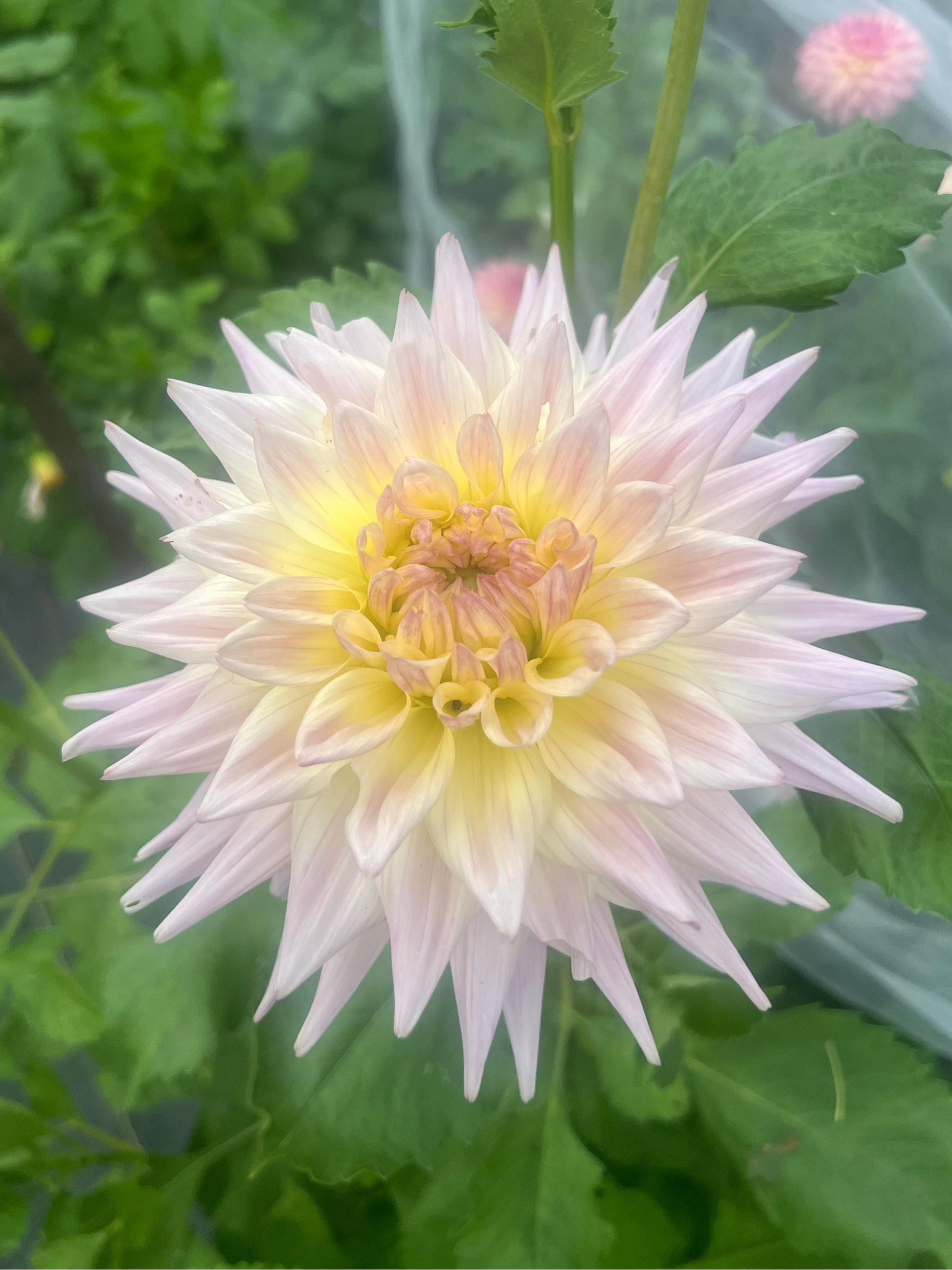Netherton Cindy Dahlia