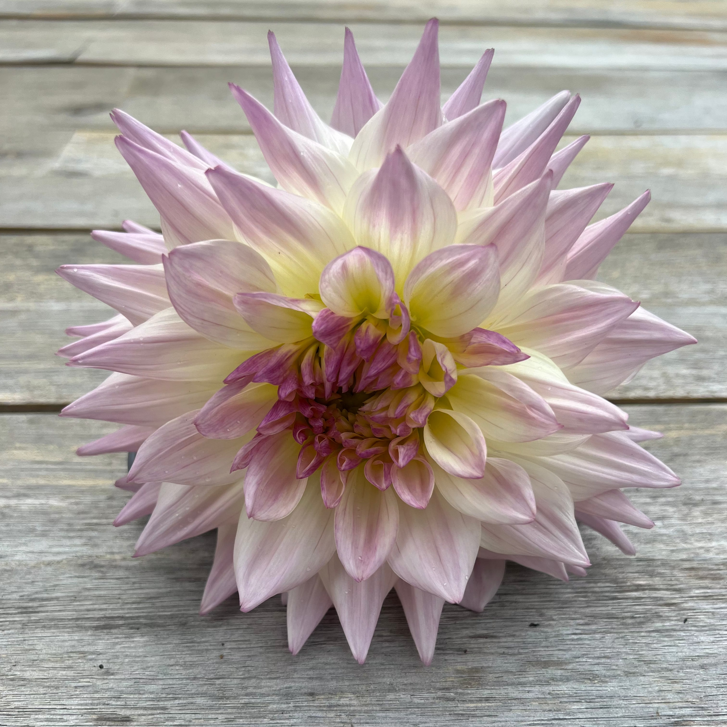 Netherton Cindy dahlia 