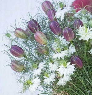 Nigella Albion Black Pod