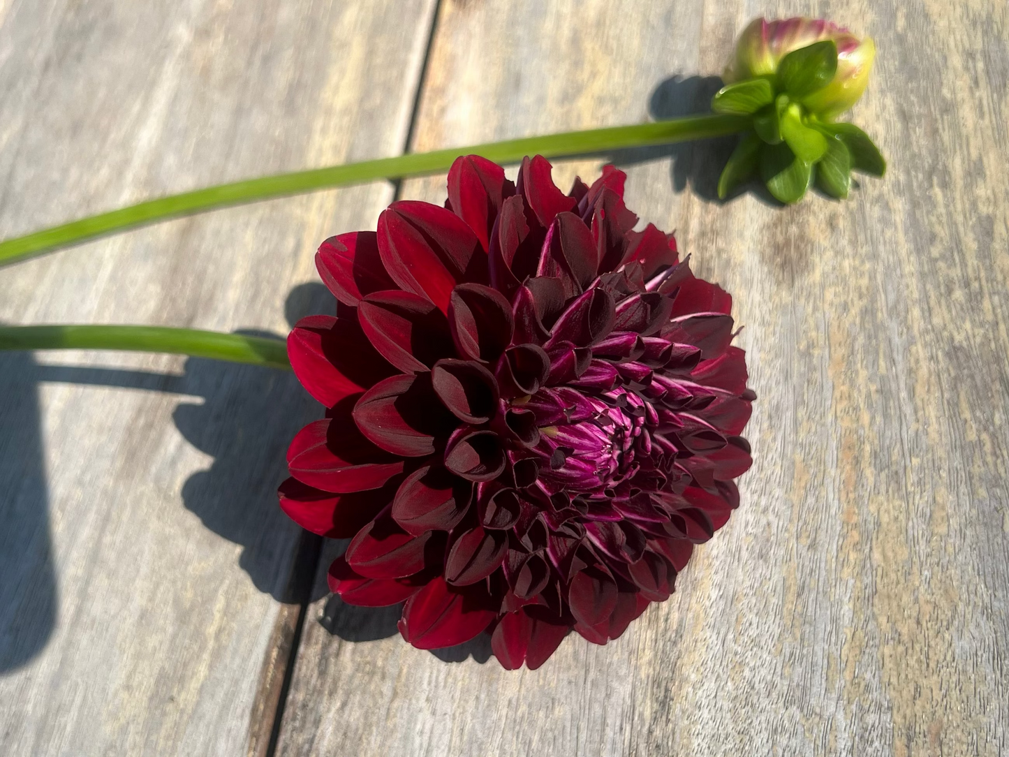 Nighty Night Dark red maroon dahlia