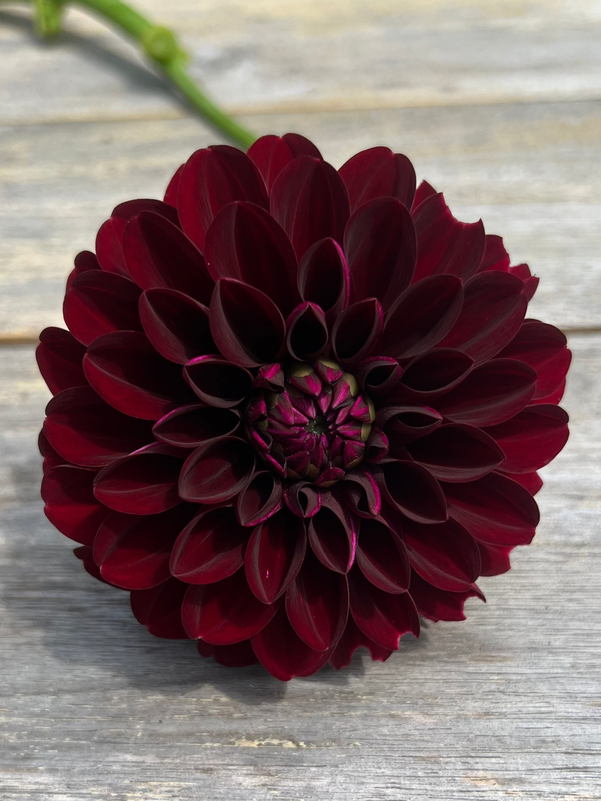 Nighty Night dahlia black maroon red dahlia