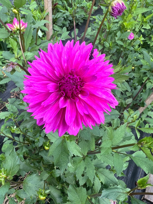 magenta dahlia