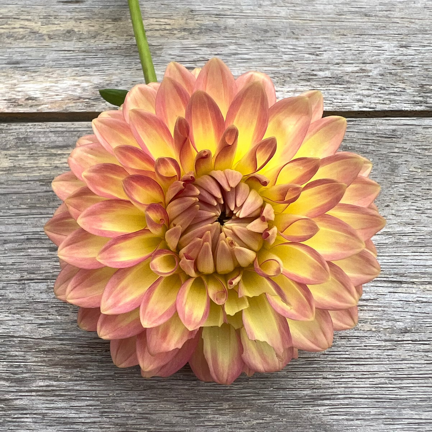 Oreti Adele dahlia Halcyon Hill Gardens