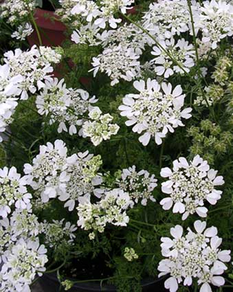 Orlaya Halcyon Hill Gardens