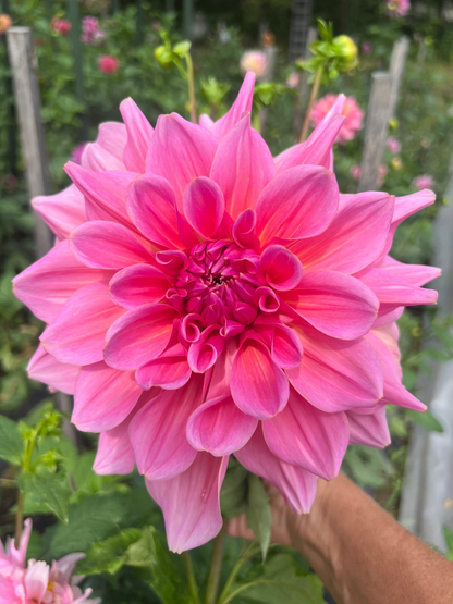 Otto's Thrill Dahlia 