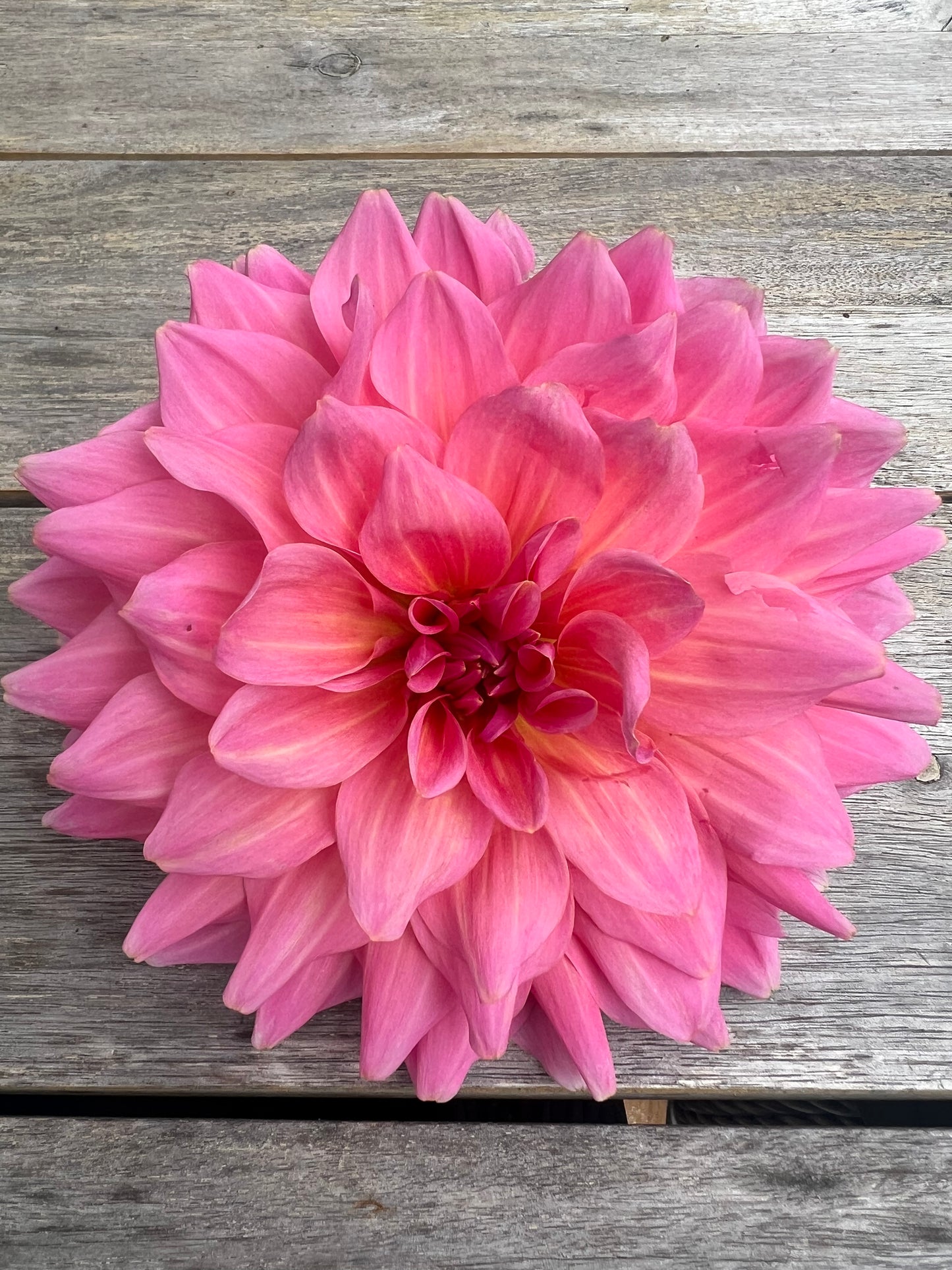 Otto's Thrill dahlia pink Halcyon Hill Gardens