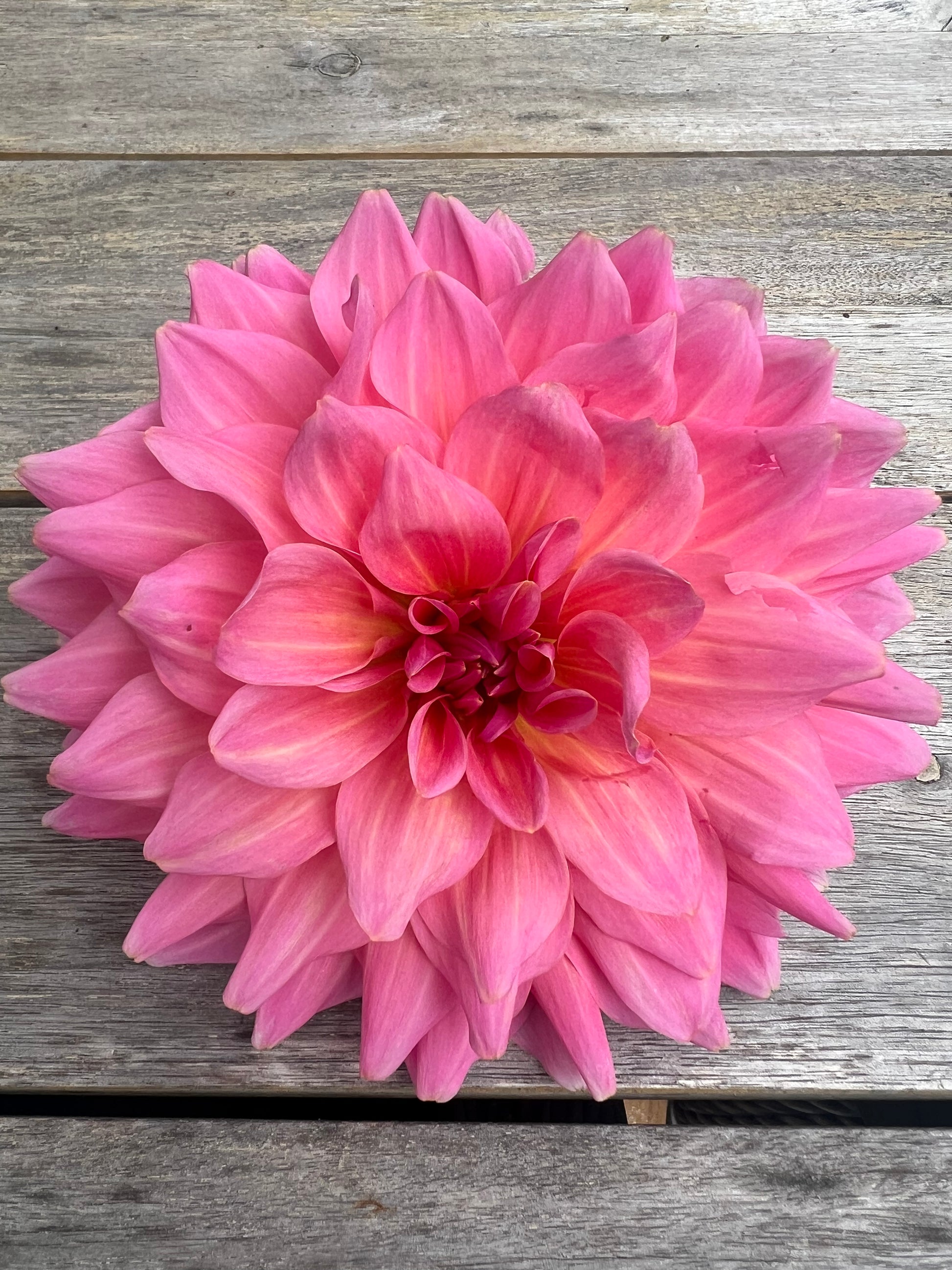 Otto's Thrill dahlia pink Halcyon Hill Gardens
