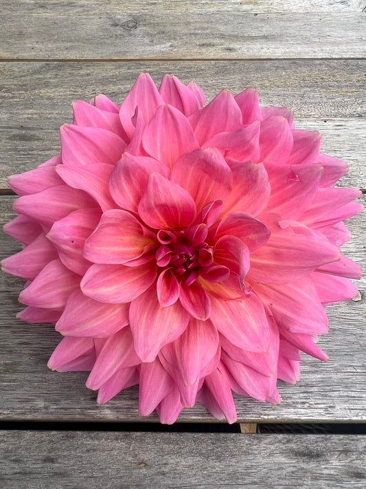 Otto's Thrill dahlia pink Halcyon Hill Gardens
