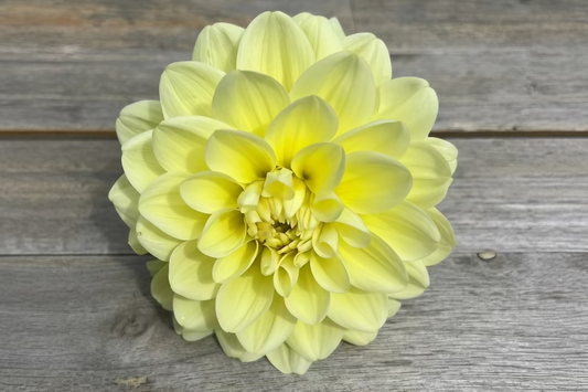 Parakeet dahlia