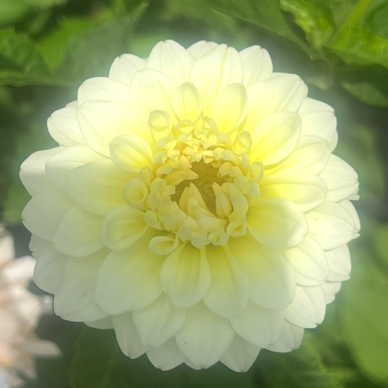 Parakeet dahlia