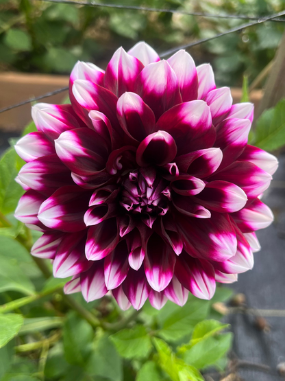 bicolored white and deep purple dahlia