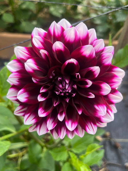 bicolored white and deep purple dahlia