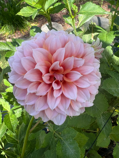 Peaches and Cream dahlia pale pink with orange centers