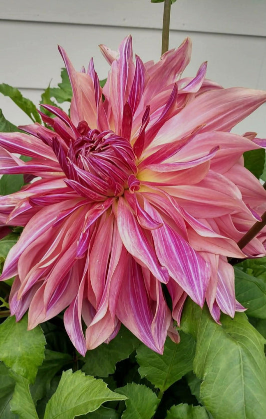 Penhill Dark Monarch