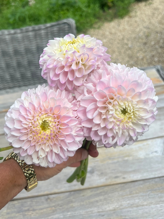 Pink Pearl dahlia