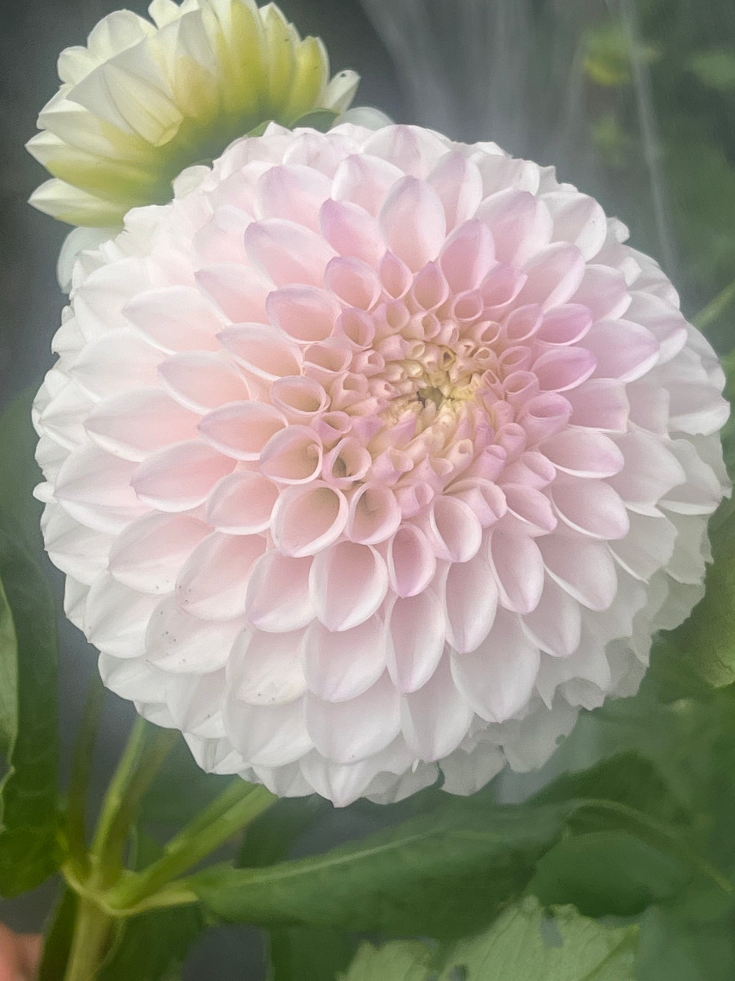 Pink Pearl dahlia