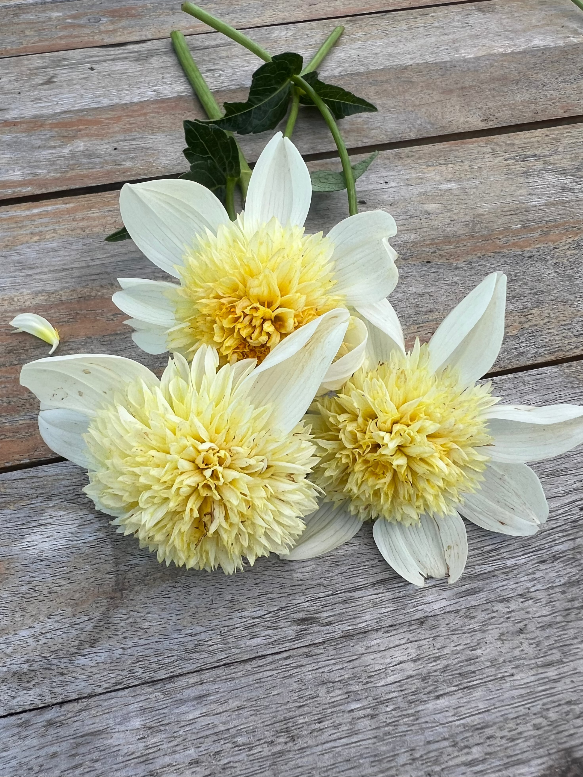 Plantinum Blonde anemone dahlia