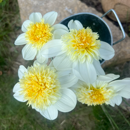 Platinum Blonde anemone dahlia