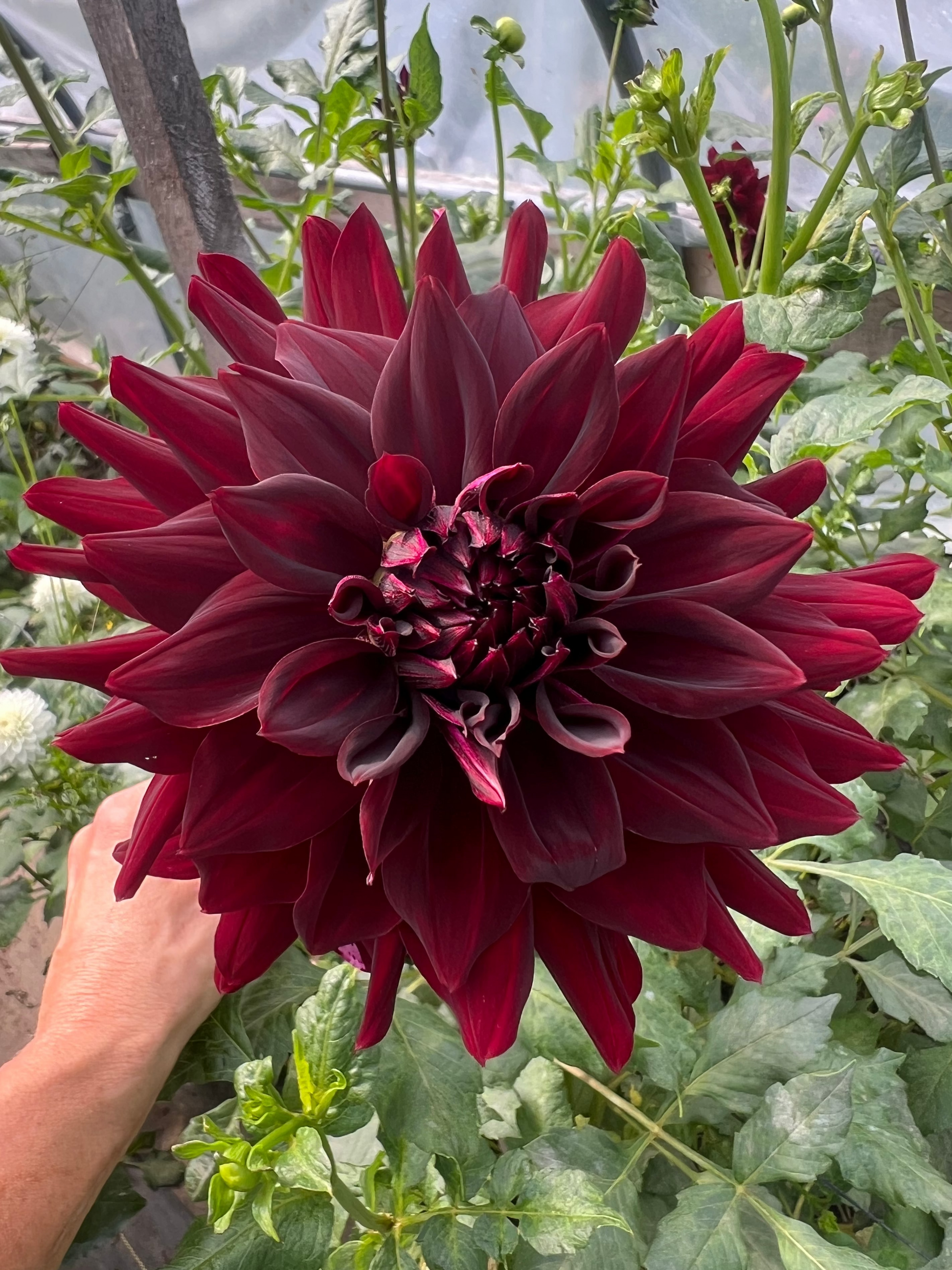 RIP city dahlia dark maroon Halcyon Hill Gardens
