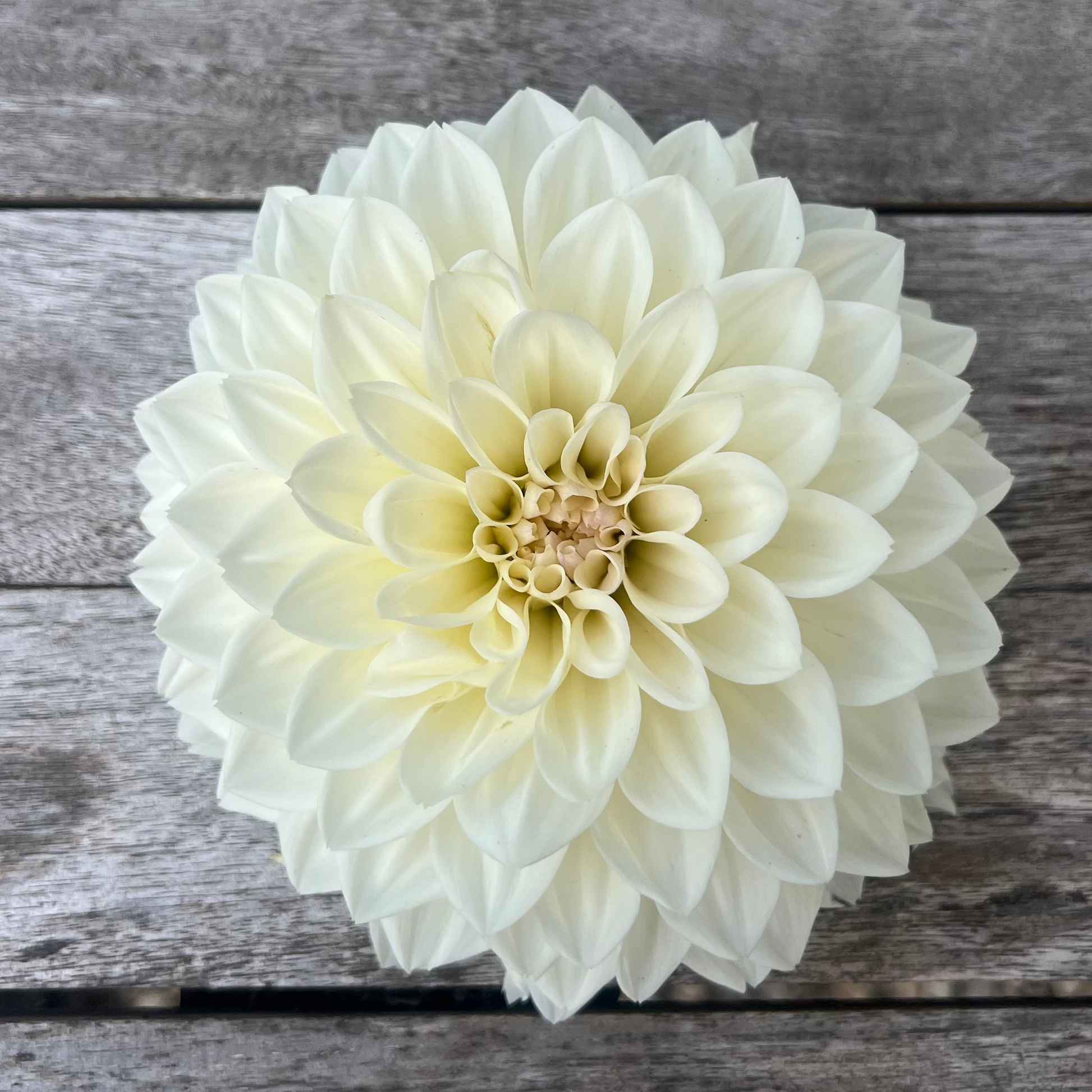 River Merle RM Frosty dahlia