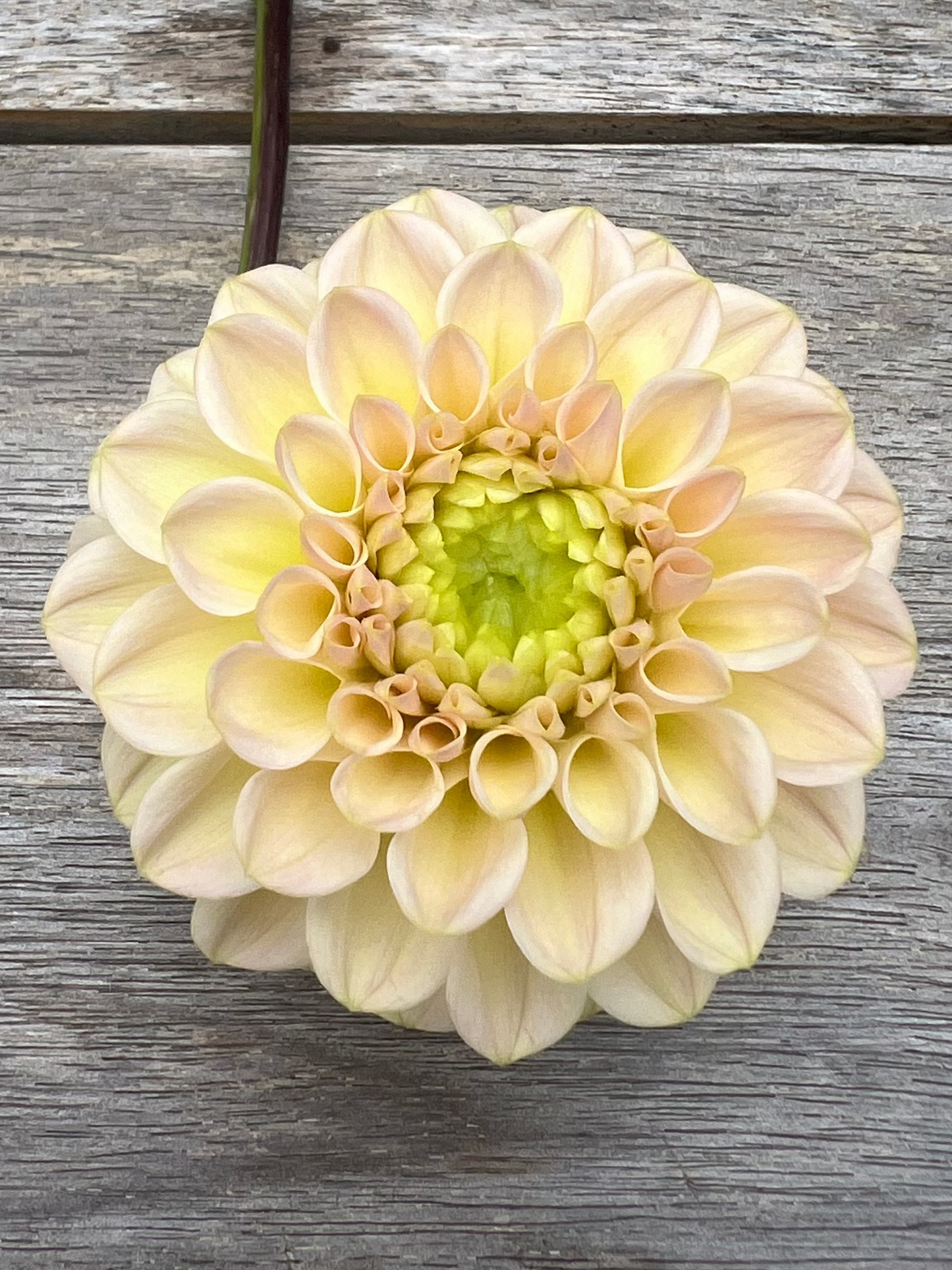 RM Shifty River Merle Dahlia pale buttercream yellow