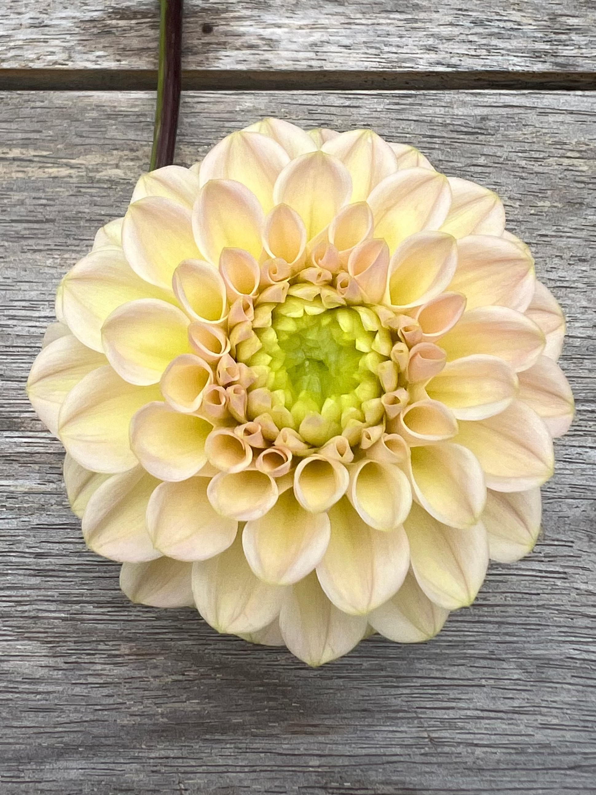 RM Shifty River Merle Dahlia pale buttercream yellow