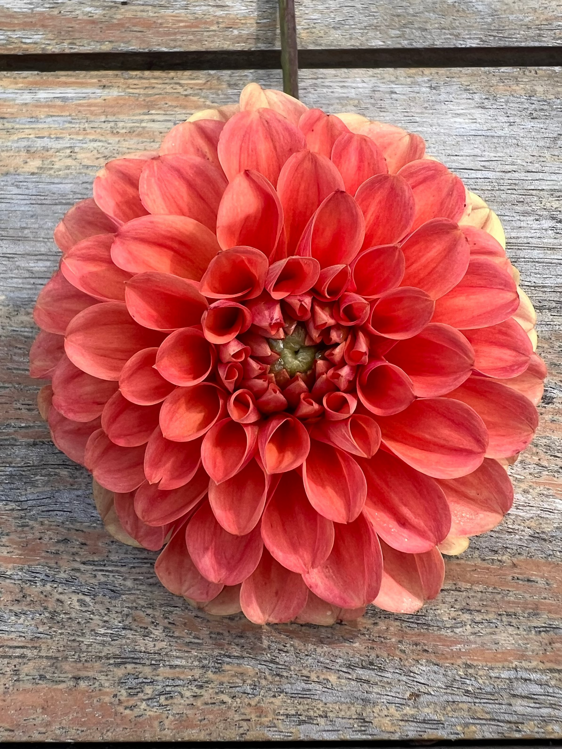 River Merle Farm RM Tarnished dahlia 