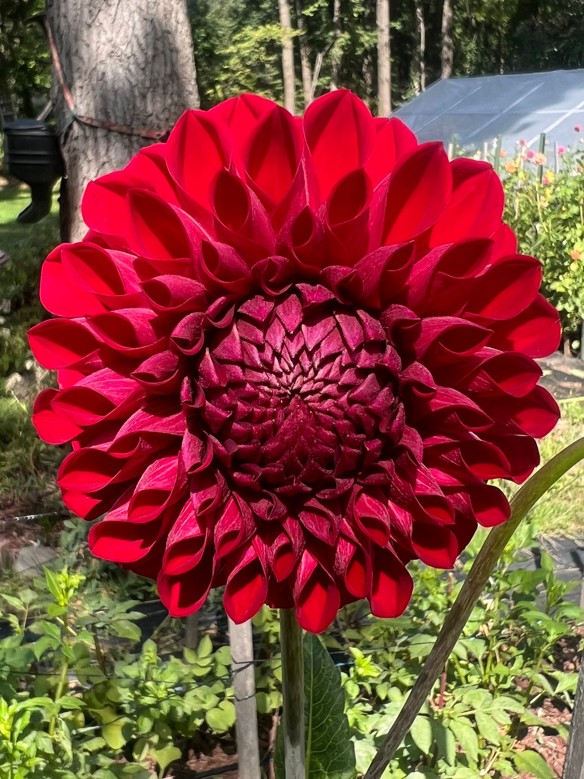 River Merle dahlia red