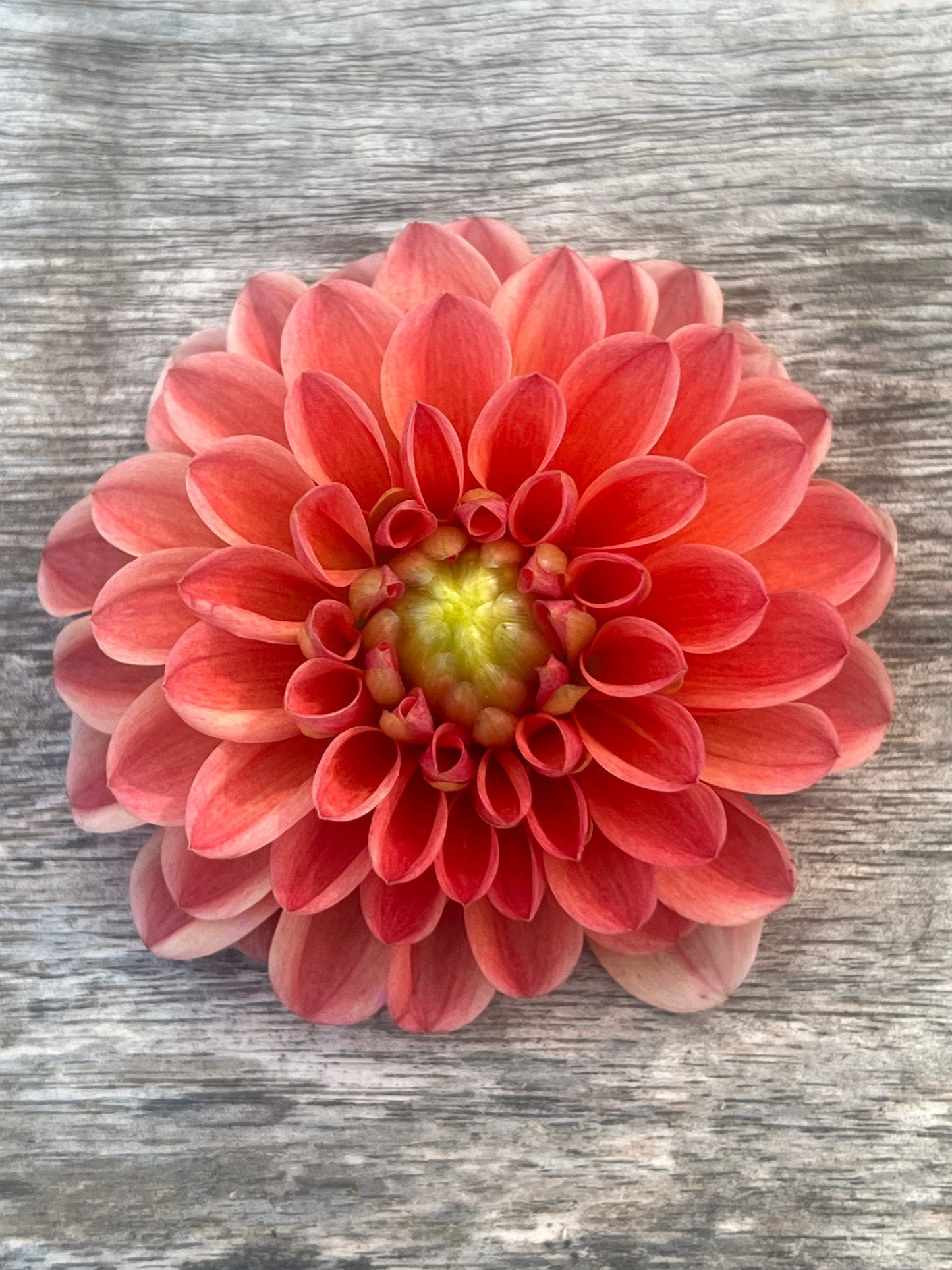 RM Watermelon dahlia