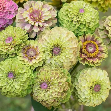 Raspberry Limeade Zinnia