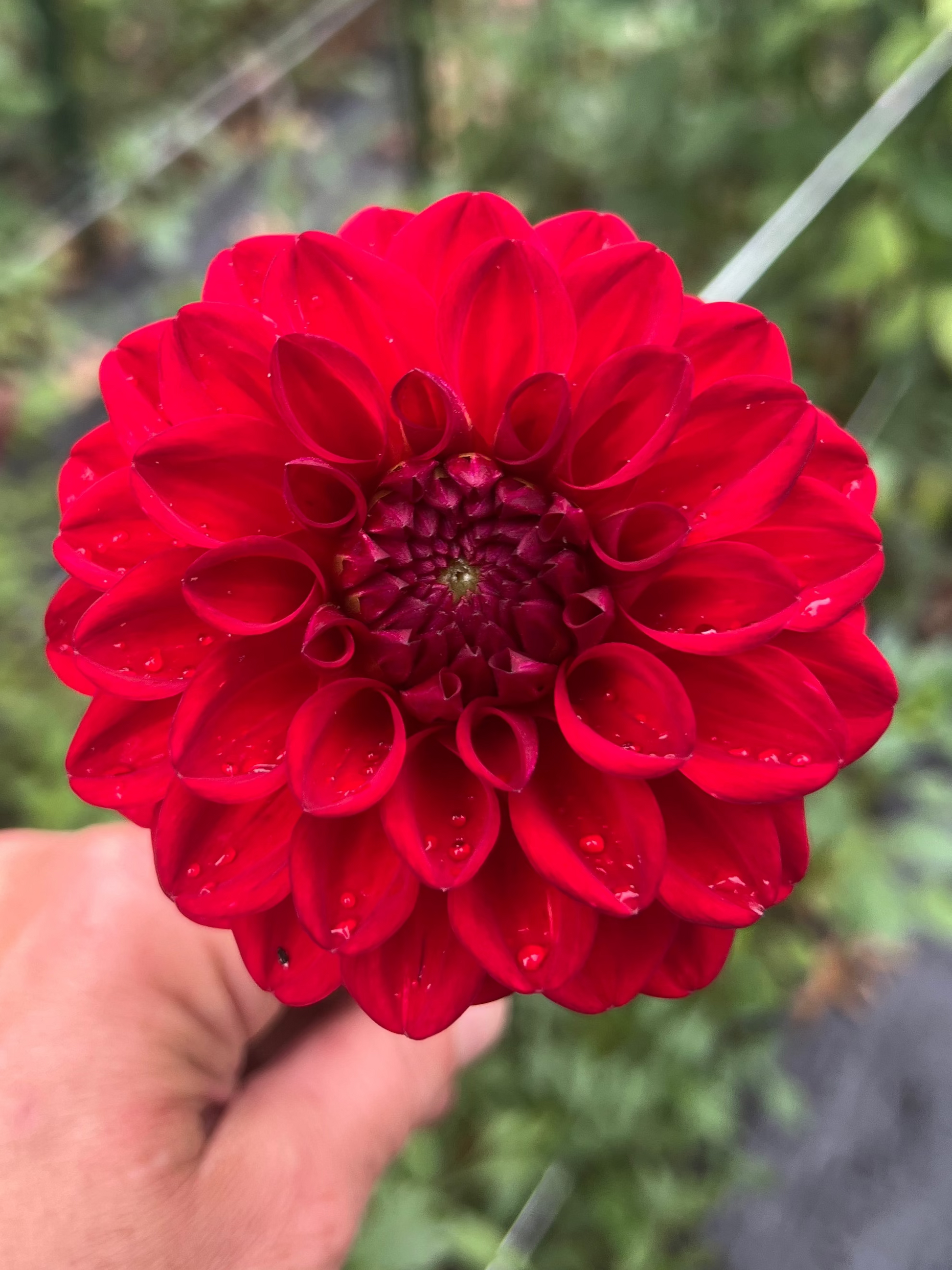 Red Symphony Dahlia Halcyon Hill Gardens