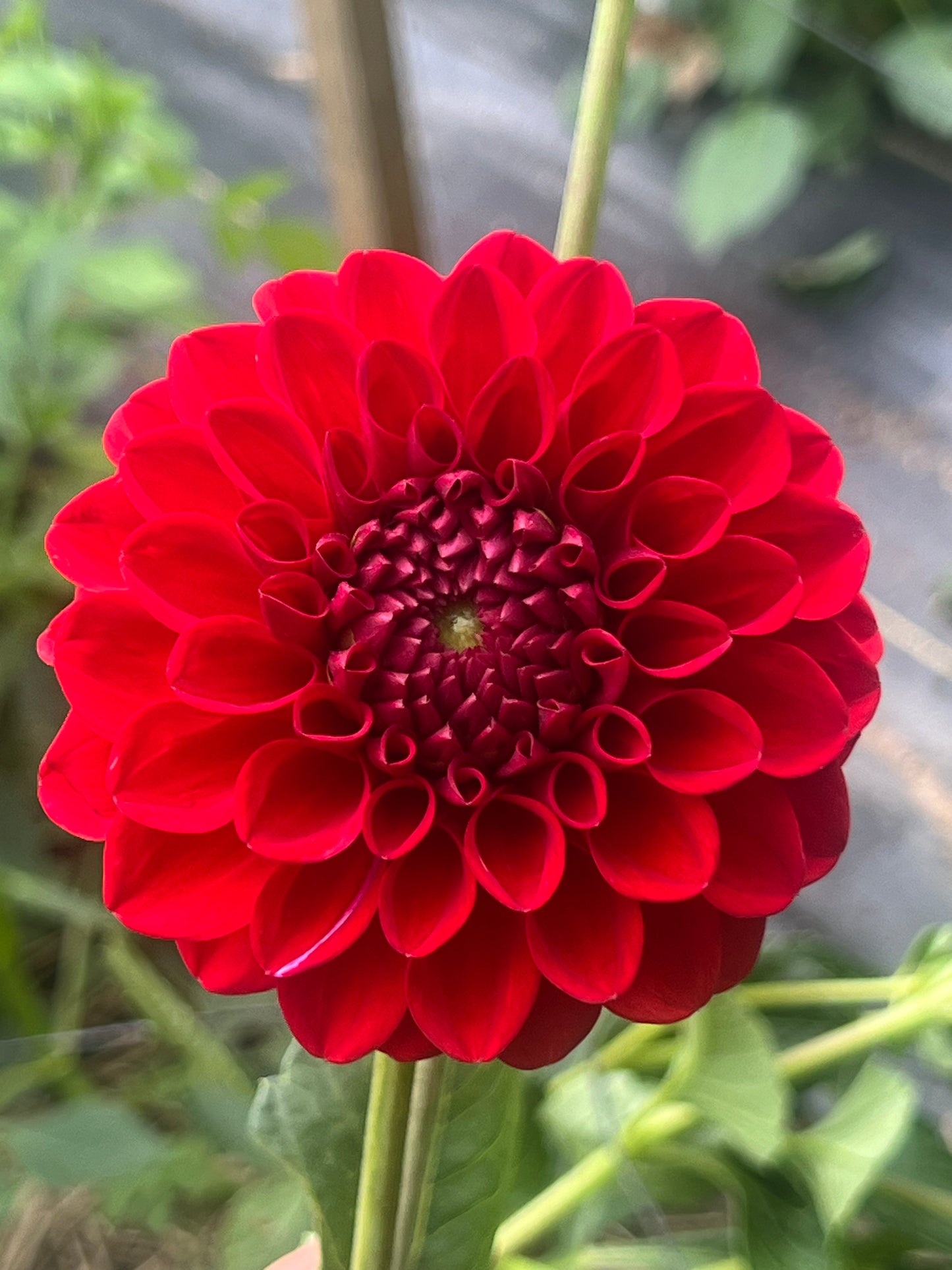 Red Symphony Dahlia Halcyon Hill Gardens