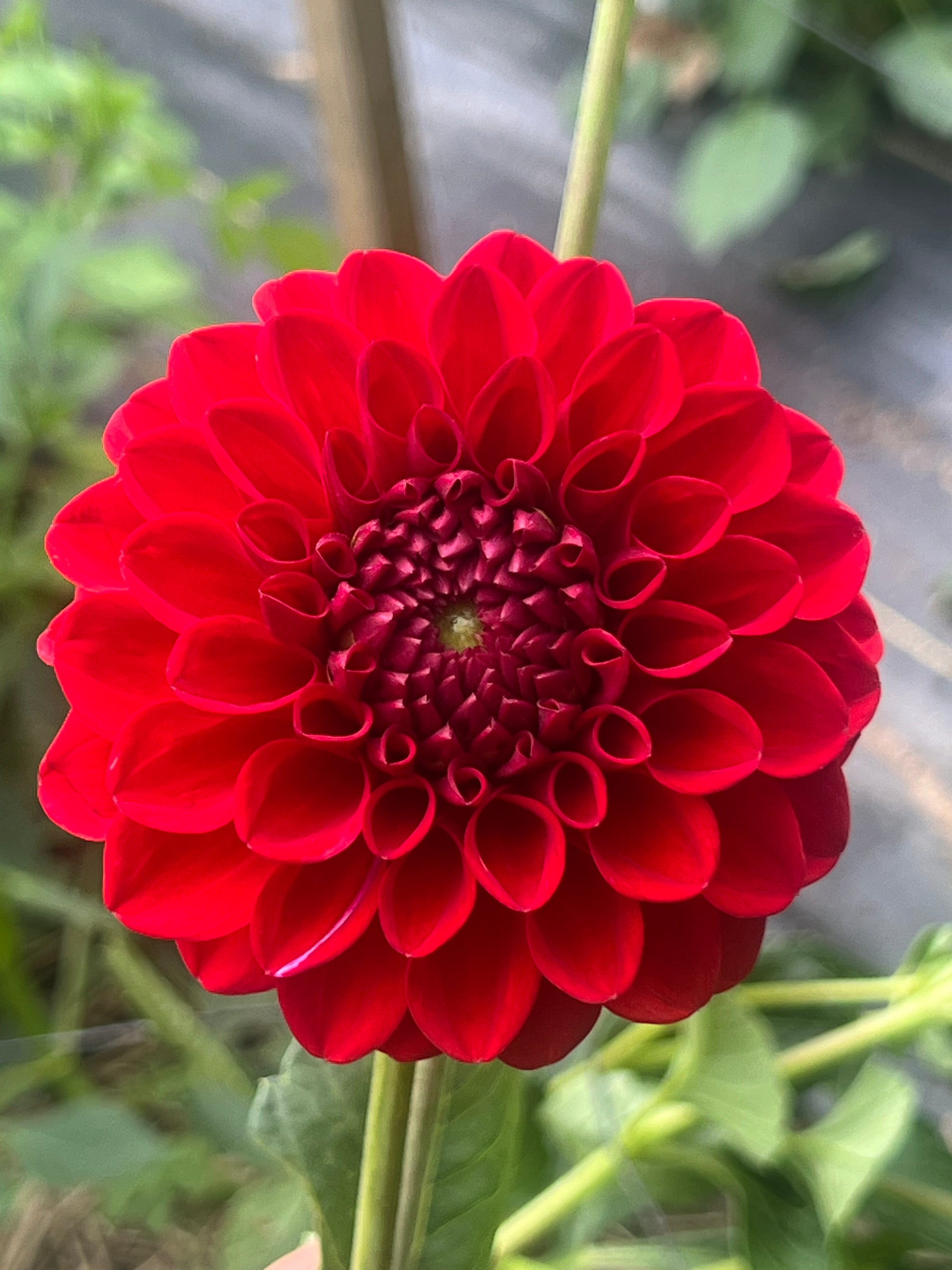 Red Symphony Dahlia Halcyon Hill Gardens