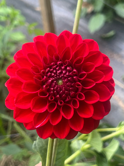 Red Symphony Dahlia Halcyon Hill Gardens