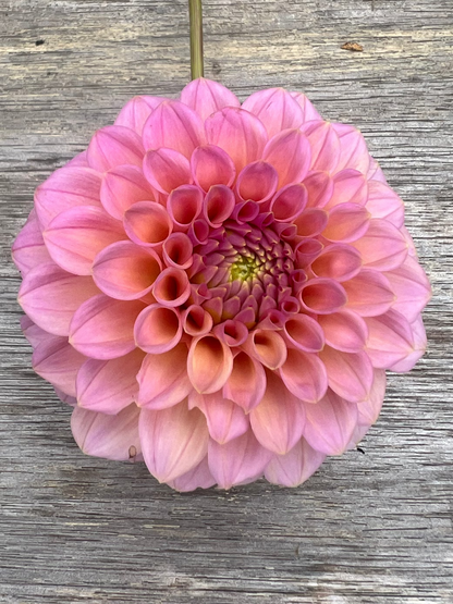 pink ball type dahlia