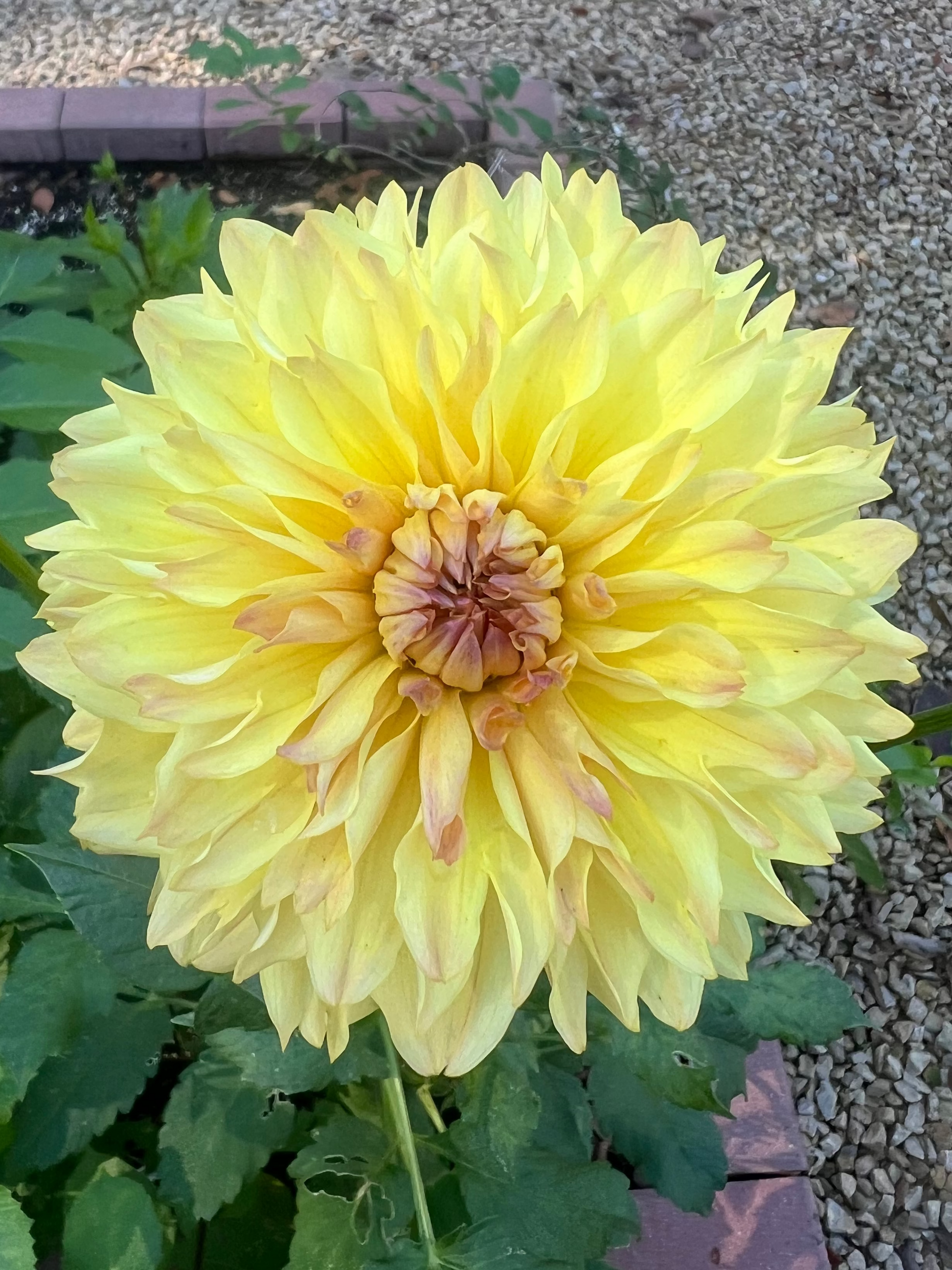 Roga dahlia yellow and pale blush pink