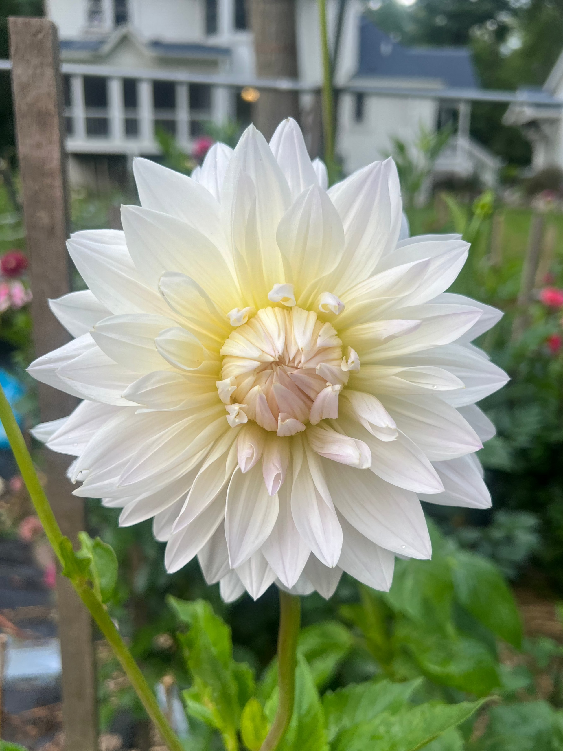 Large white dahlia informal decorative